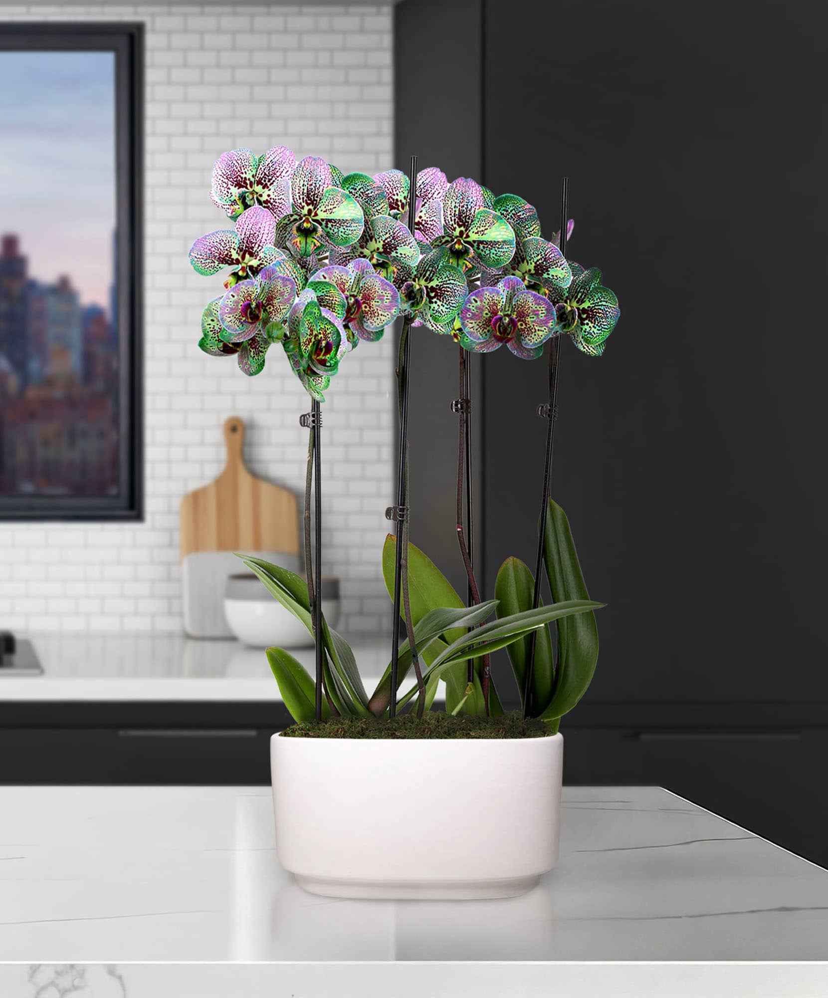 Elegant orchid arrangement in a sleek white pot, perfect for modern home decor and gifts.